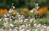 fleurs éclatantes fond d'écran en gros plan #13