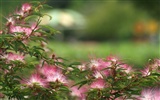 fleurs éclatantes fond d'écran en gros plan #18