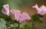 fleurs éclatantes fond d'écran en gros plan #24