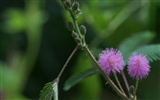 fleurs éclatantes fond d'écran en gros plan #25