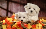 Fluffy little dog wallpaper #2