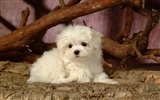 Fluffy little dog wallpaper #8004