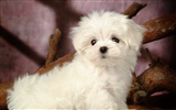 Fluffy little dog wallpaper #13