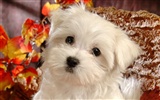 Fluffy little dog wallpaper #15