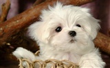 Fluffy little dog wallpaper #21