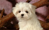 Fluffy little dog wallpaper #23