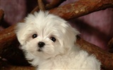 Fluffy little dog wallpaper #25