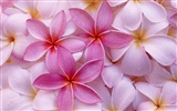 Beautiful Flowers wallpaper (3) #8632