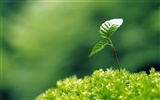 Sprout leaves HD Wallpaper (1) #8695