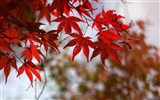 日本ツアーは：六甲山葉