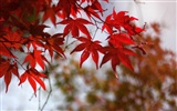 Japan Tour: Rokko Mountain feuilles