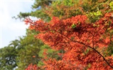 Japan Tour: Rokko Mountain feuilles #3