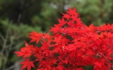 Japan Tour: Rokko Mountain leaves #4