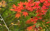 Japan Tour: Rokko Mountain feuilles #5