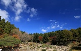 Japan Tour: Rokko Mountain feuilles #9