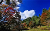 Japan Tour: Rokko Mountain feuilles #10