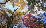 Japan Tour: Rokko Mountain feuilles #11