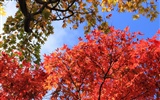 Japan Tour: Rokko Mountain leaves #12