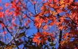 Japan Tour: Rokko Mountain leaves #13