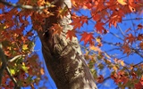 Japan Tour: Rokko Mountain leaves #15