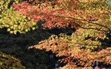 Japan Tour: Rokko Mountain feuilles #18