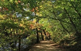 Japan Tour: Rokko Mountain feuilles #19