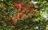 Japan Tour: Rokko Mountain leaves #23