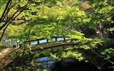 Japan Tour: Rokko Mountain leaves #27