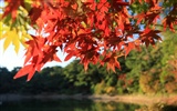 Japan Tour: Rokko Mountain feuilles #33