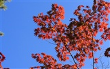 Japan Tour: Rokko Mountain leaves #37