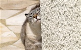 Cat Foto HD Wallpapers #11