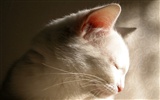 고양이 사진의 HD 배경 화면 #28