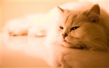 Cat Foto HD Wallpapers #35