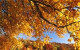 Thick autumn scenery wallpaper #8