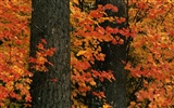 두꺼운 가을 풍경 벽지 #15
