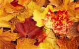 Thick autumn scenery wallpaper #20