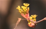 Весенние цветы (Minghu Метасеквойя работ) #3