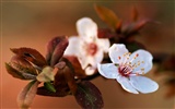 Flores de primavera (Minghu obras Metasequoia) #4