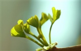 봄 꽃 (Minghu Metasequoia 작동) #5