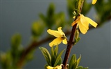 Fleurs de printemps (Minghu œuvres Metasequoia) #6
