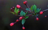Flores de primavera (Minghu obras Metasequoia) #7