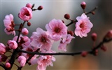 Spring flowers (Minghu Metasequoia works)