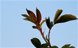 jarní květiny (Minghu Metasequoia práce) #9