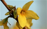 Flores de primavera (Minghu obras Metasequoia) #10