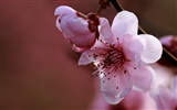 Fleurs de printemps (Minghu œuvres Metasequoia) #11