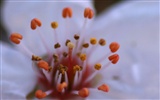 Flores de primavera (Minghu obras Metasequoia) #12