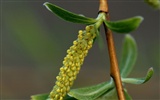 Spring flowers (Minghu Metasequoia works) #13