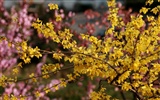 jarní květiny (Minghu Metasequoia práce) #15
