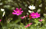 HD wallpaper with colorful flowers #19