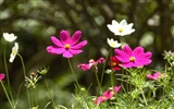 HD Wallpaper mit bunten Blumen #19